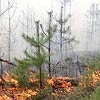 В Минусинском районе местные жители подожгли лес