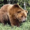 В Енисейском районе медведь ранил четверых жителей