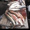 Глобальное потепление сдвинуло срок осеннего запрета на лов рыбы в Красноярском крае