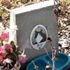В Красноярске предложили создать кладбище домашних животных