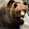 В Туруханском районе медведь растерзал человека		