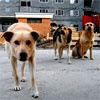 В Хакасии свора собак разорвала ребенка
