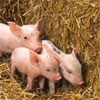 Племзавод «Шуваевский» планирует увеличить поголовье свиней до 74 тысяч (фото)
