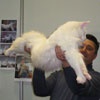 В красноярской выставке кошек примет участие самый крупный кот России (фото)
