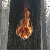 В заповеднике «Столбы» вновь начались лесные пожары
