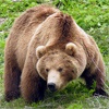 В Железногорске активизировались медведи
