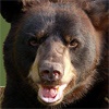 В Хакасии медведь напал на мужчину
