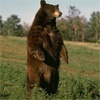В окрестностях Красноярска медведи выходят к жилью
