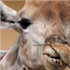 В красноярском зоопарке погибли жирафы