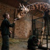 Эксперты официально назвали причину смерти жирафа в красноярском «Роевом ручье»