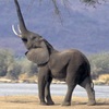 «Роев ручей» отказался от планов купить слона