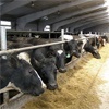 На молочных фермах края коров будут подкармливать биодобавкой местного производства