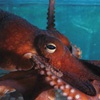 В красноярский «Роев ручей» привезли осьминога
