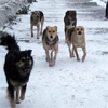 Защитникам животных предложили забрать стаю собак из красноярского Академгородка