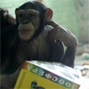 В честь Дня студента обезьянам в красноярском зоопарке выдадут книги и журналы