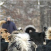 В Красноярске будут строже контролировать отлов бродячих собак
