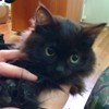 Отшельница Агафья Лыкова попросила приютить своих котят