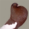 Более 20 редких пород голубей представят на красноярской выставке «Зоомир»
