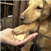 Бродячие собаки Красноярска возвращаются к отловившему их бизнесмену (видео)