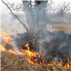 Губернатор призвал наказывать виновников палов травы в Красноярске