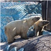 Влюбленных белых медведей объединили в одном вольере в красноярском зоопарке (видео)