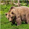В Ергаках медведь напал на туристов