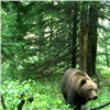 Красноярцев предупредили об опасных медведях на «Столбах»