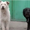 Контракт на отлов бродячих собак в Красноярске может быть расторгнут (видео)