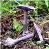 В Саяно-Шушенском заповеднике нашли экзотический фиолетовый гриб