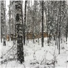 Лесу в Свердловском районе Красноярска грозит вырубка (видео)