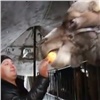В Красноярске оставленные на морозе животные цирка-шапито готовятся к переезду (видео)
