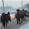 Сотрудники МЧС в Красноярске помогли доставить замерзавших цирковых животных в тепло