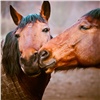 В Красноярске официально запретили лошадей в местах «культурного» отдыха