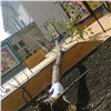 На правобережье Красноярска на ребенка упало дерево