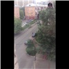 На правобережье Красноярска пьяный нападал на автомобили и был побит (видео)