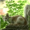 Подкармливающая бродячих кошек красноярка пожаловалась на угрозы (видео)