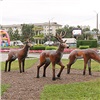 В Красноярске появились «Три оленя»
