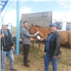 В Туве впервые чипировали лошадей датчиками GPS
