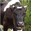 Жители Назарово пожаловались на нашествие беспризорных коров (видео)