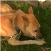 Брошенный уехавшим хозяином в чужом дворе красноярский пес нашел новый дом (видео)