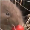 В Енисейском районе жители пожаловались на нашествие мышей (видео)