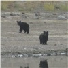 В заповеднике Красноярского края сняли на фото медвежью «драму»