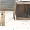 В Красноярске выселенный приют бездомных собак ищет новое место (видео)