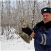 Под Красноярском автоинспекторы спасли потерявшую сознание сову (видео)