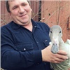 Хакасский биолог спас лебедя от лисы