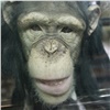 Личинок и другие сюрпризы пообещали обезьянам «Роева ручья» в честь уходящего года