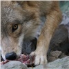 На Кузбассе волк сбежал от фермера и напал на прохожих (видео)