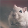 В подвалах Академгородка обнаружилось засилье крыс