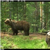 Медведи снова пришли в самые популярные места «Столбов»