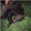 В Лесосибирске медведь напал на мужчину